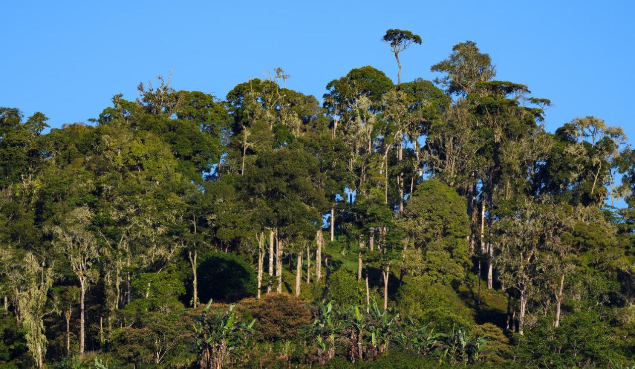 Arte De Plumas Birding Lodge Cartago Ngoại thất bức ảnh