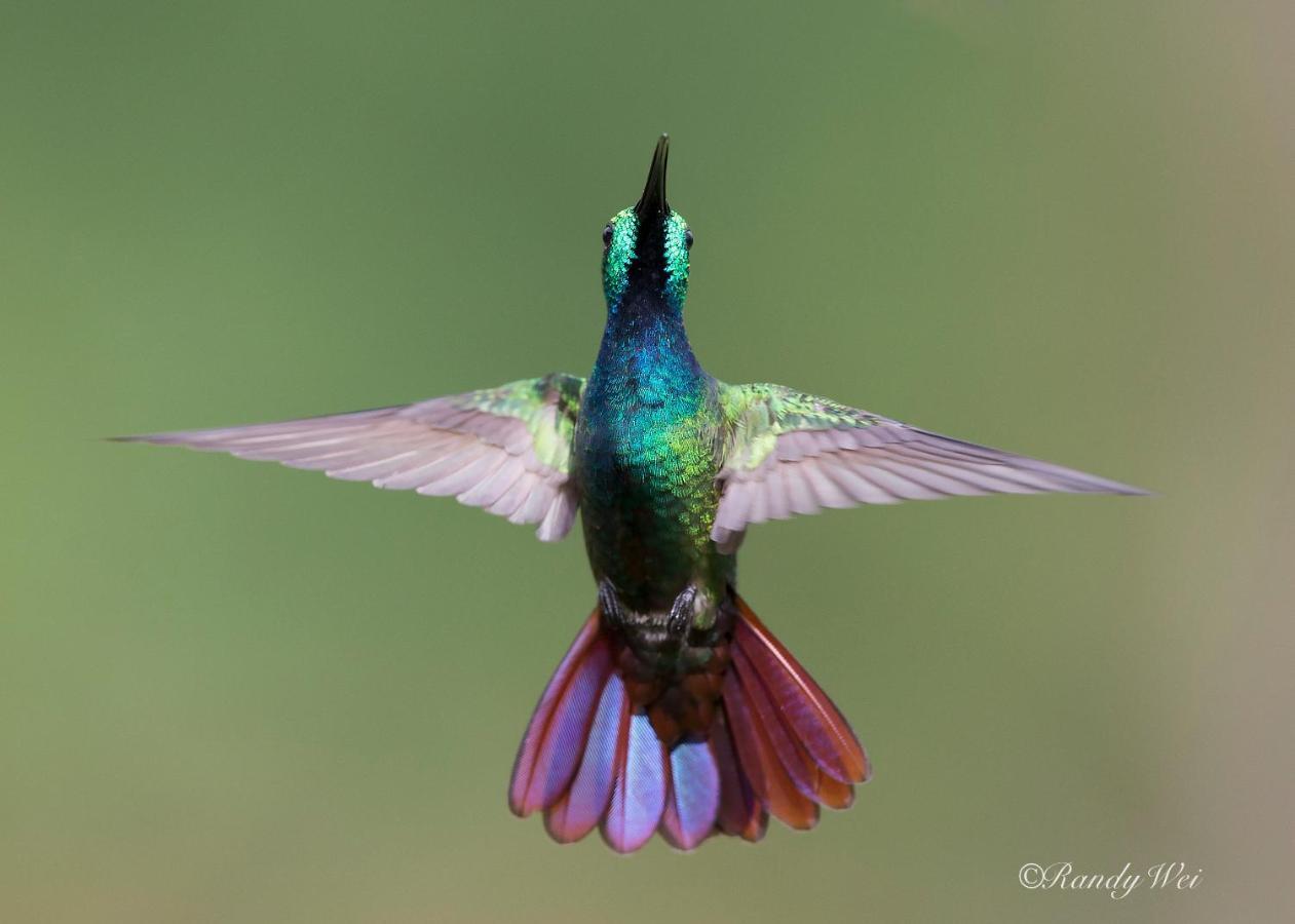 Arte De Plumas Birding Lodge Cartago Ngoại thất bức ảnh