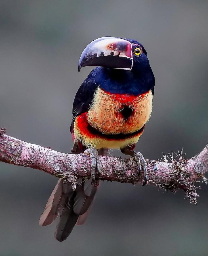 Arte De Plumas Birding Lodge Cartago Ngoại thất bức ảnh