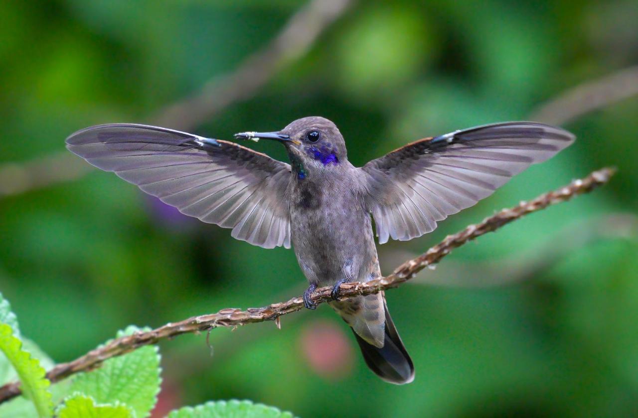 Arte De Plumas Birding Lodge Cartago Ngoại thất bức ảnh