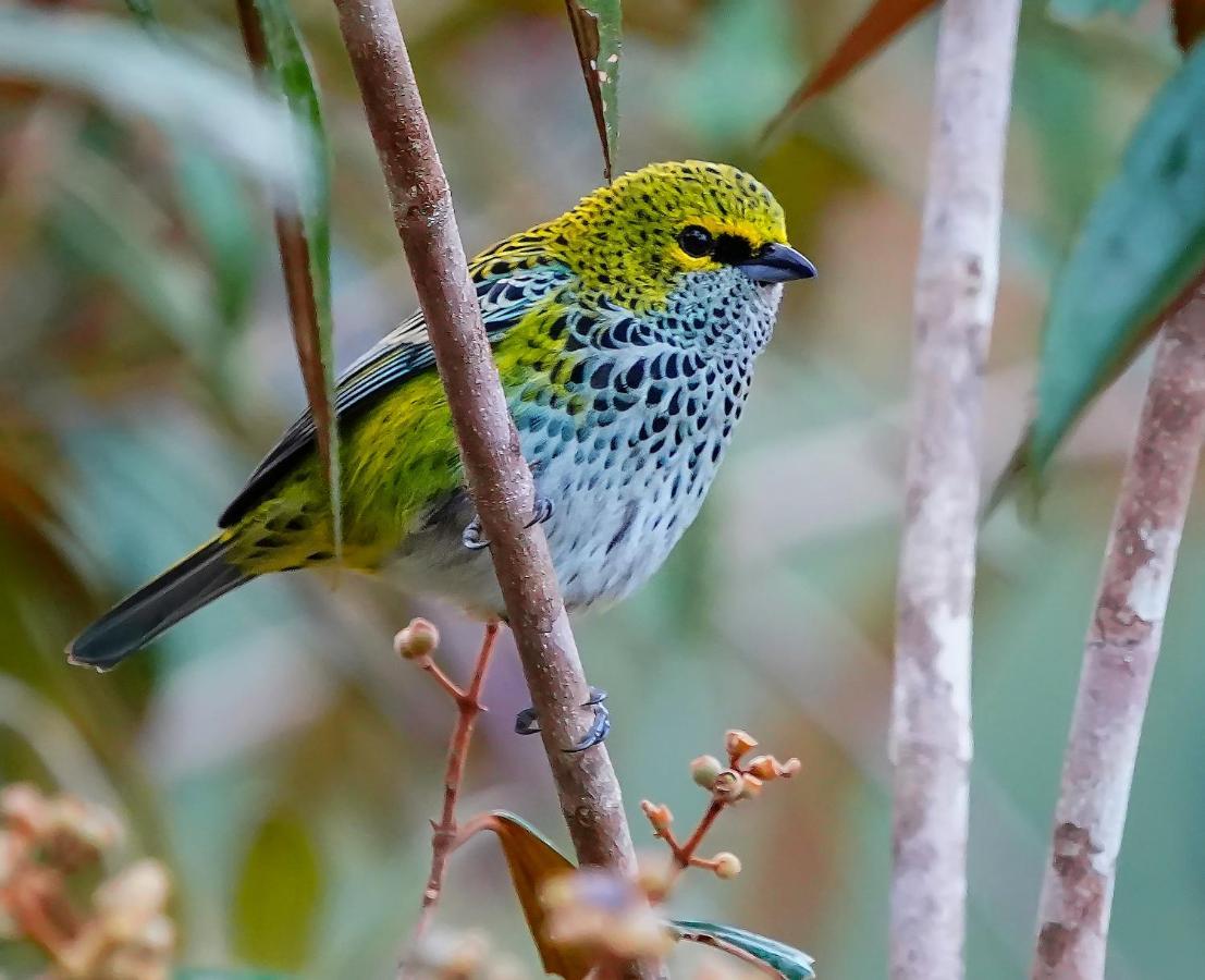 Arte De Plumas Birding Lodge Cartago Ngoại thất bức ảnh