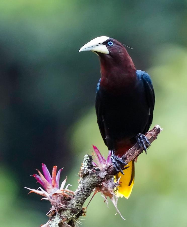 Arte De Plumas Birding Lodge Cartago Ngoại thất bức ảnh