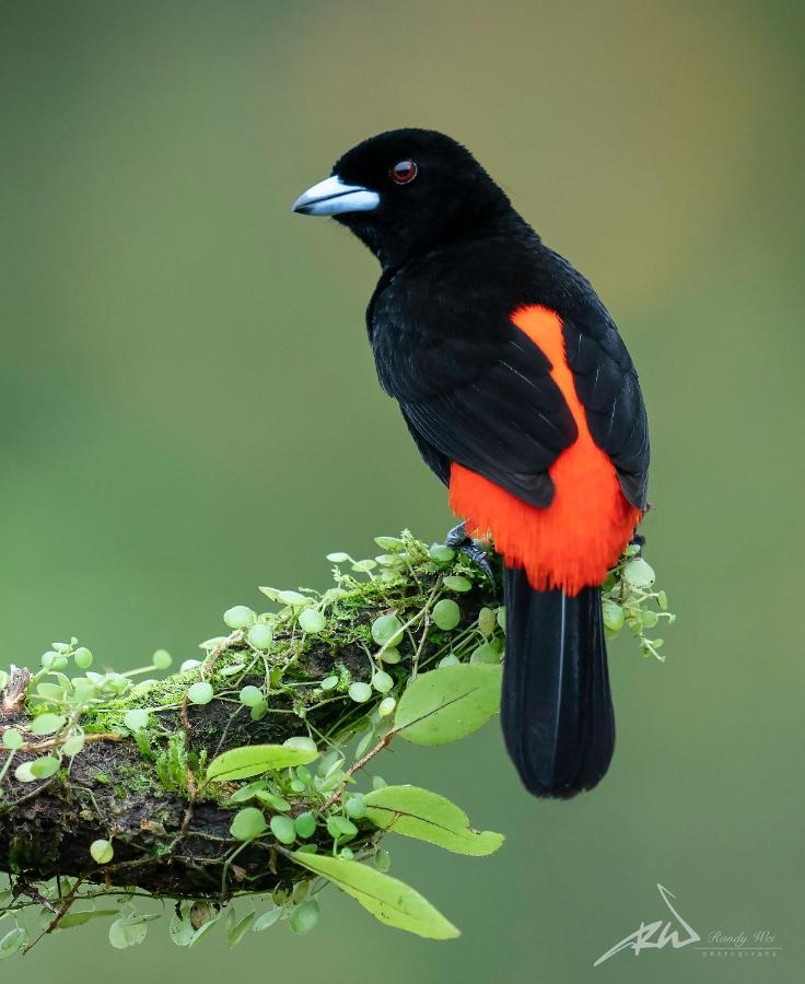 Arte De Plumas Birding Lodge Cartago Ngoại thất bức ảnh