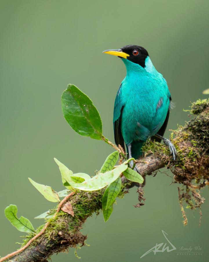 Arte De Plumas Birding Lodge Cartago Ngoại thất bức ảnh