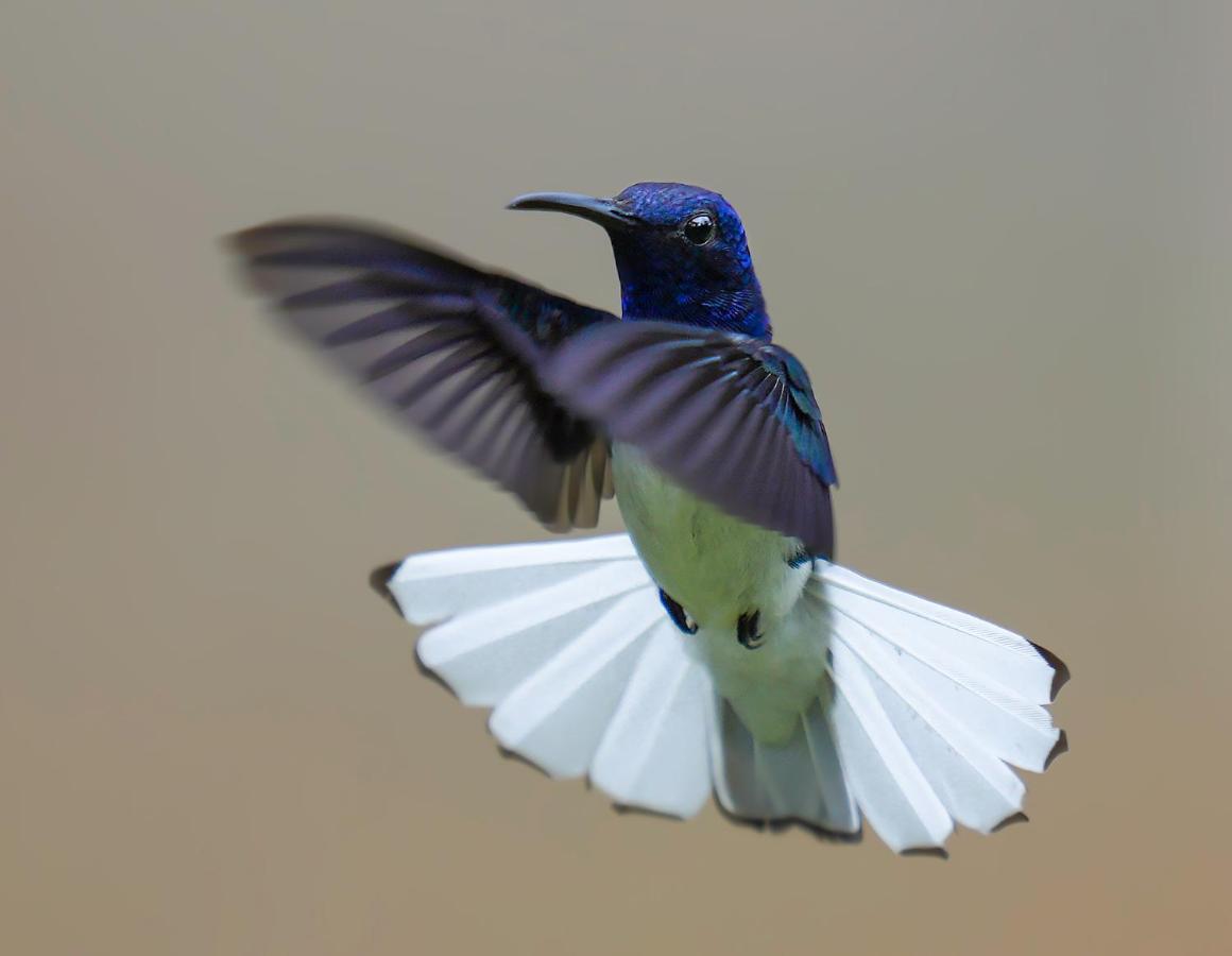 Arte De Plumas Birding Lodge Cartago Ngoại thất bức ảnh
