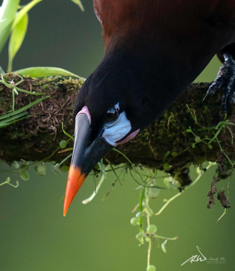 Arte De Plumas Birding Lodge Cartago Ngoại thất bức ảnh