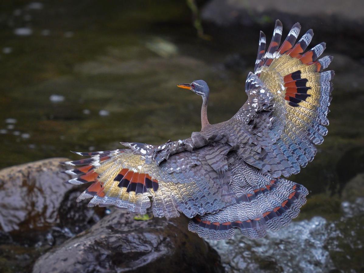 Arte De Plumas Birding Lodge Cartago Ngoại thất bức ảnh