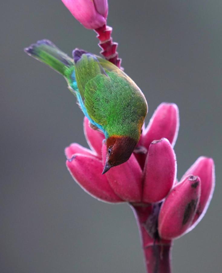 Arte De Plumas Birding Lodge Cartago Ngoại thất bức ảnh
