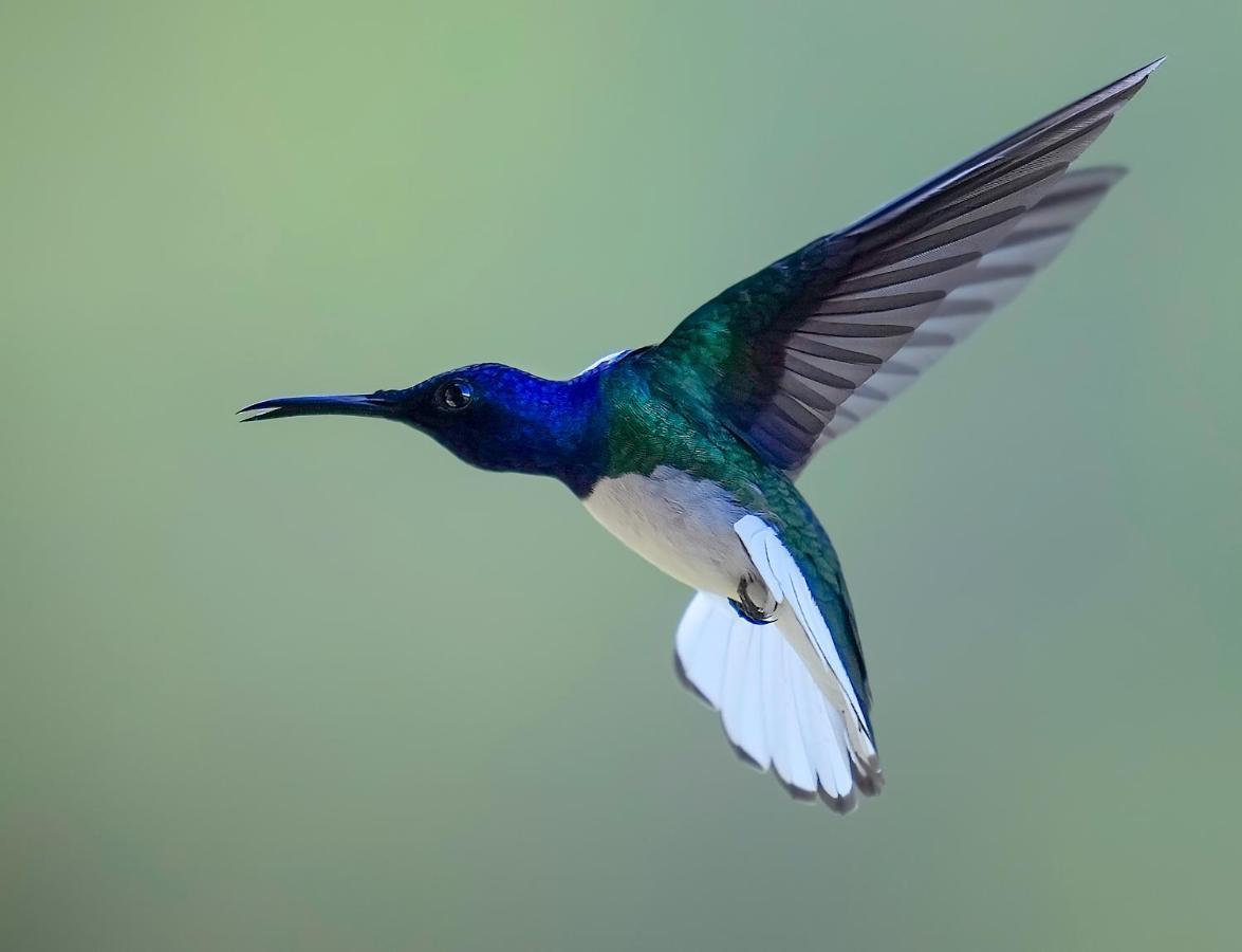Arte De Plumas Birding Lodge Cartago Ngoại thất bức ảnh