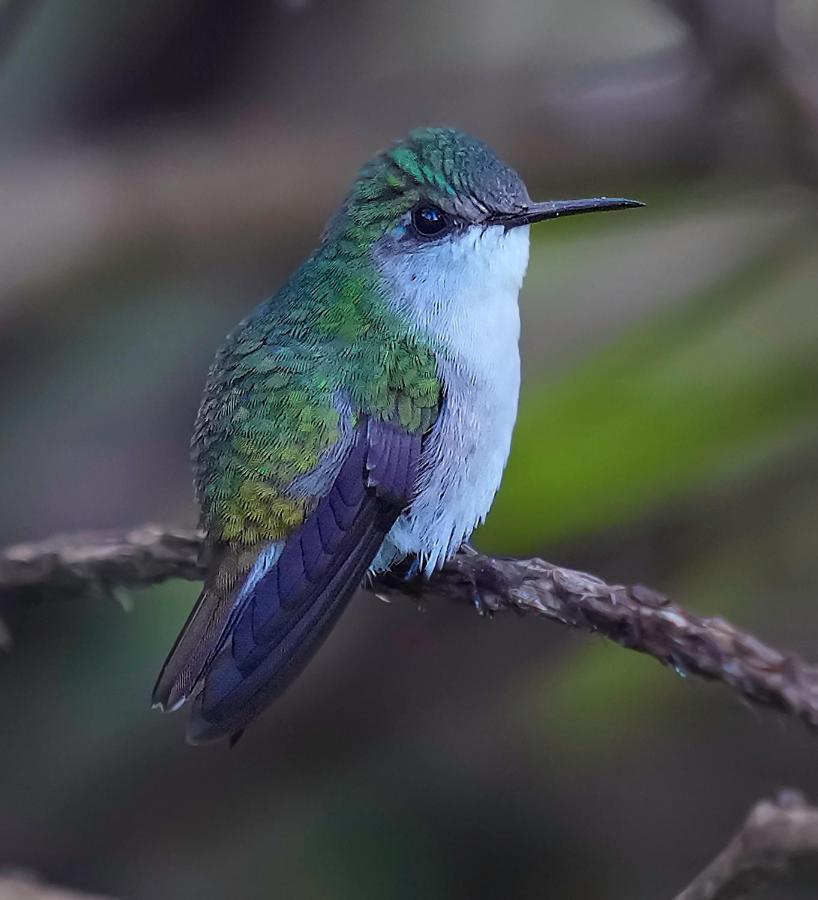Arte De Plumas Birding Lodge Cartago Ngoại thất bức ảnh