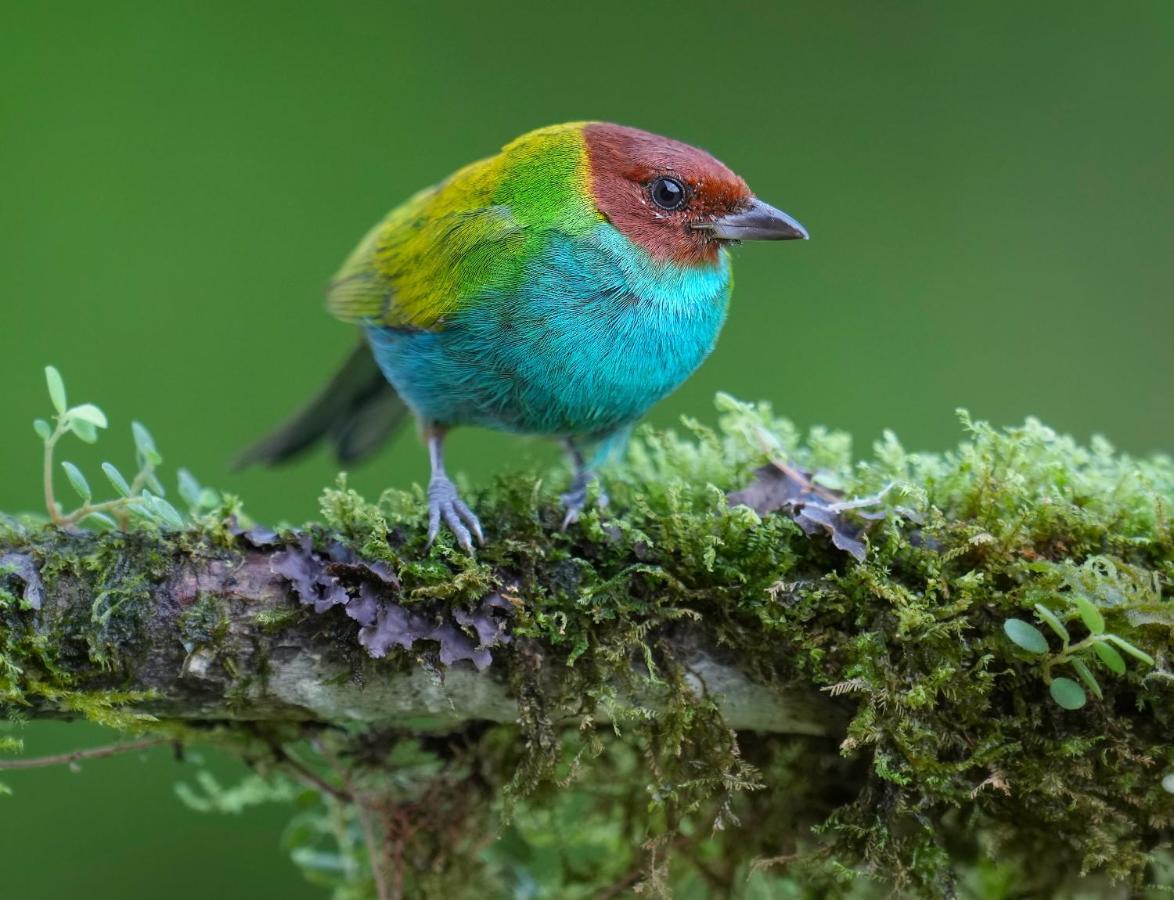 Arte De Plumas Birding Lodge Cartago Ngoại thất bức ảnh