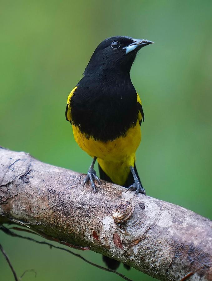 Arte De Plumas Birding Lodge Cartago Ngoại thất bức ảnh