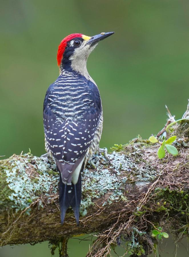 Arte De Plumas Birding Lodge Cartago Ngoại thất bức ảnh